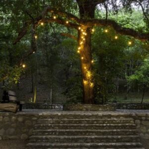 Jardin en Montemorelos tree